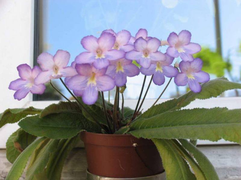 Varianter af duftende streptocarpus