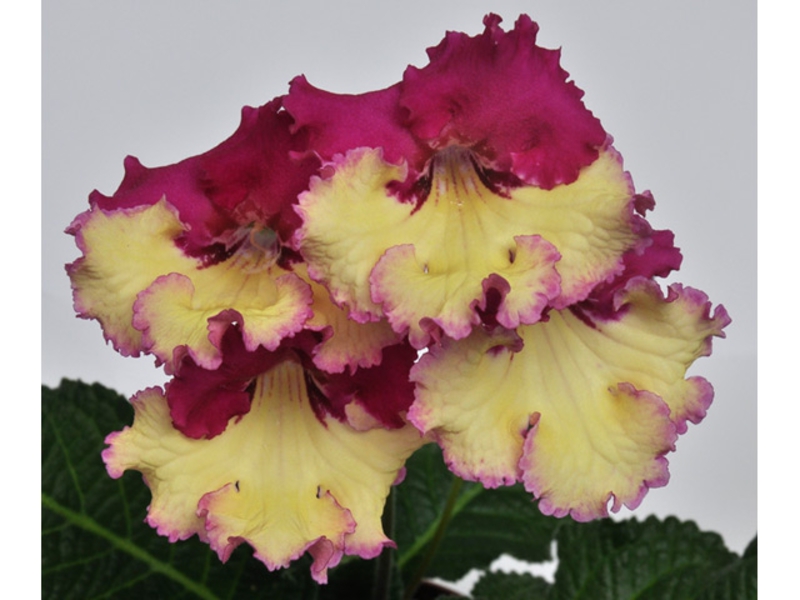 Sådan plejer du streptocarpus