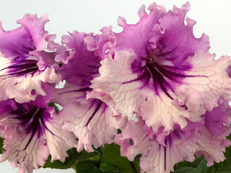 Cuidados com flores de Streptocarpus