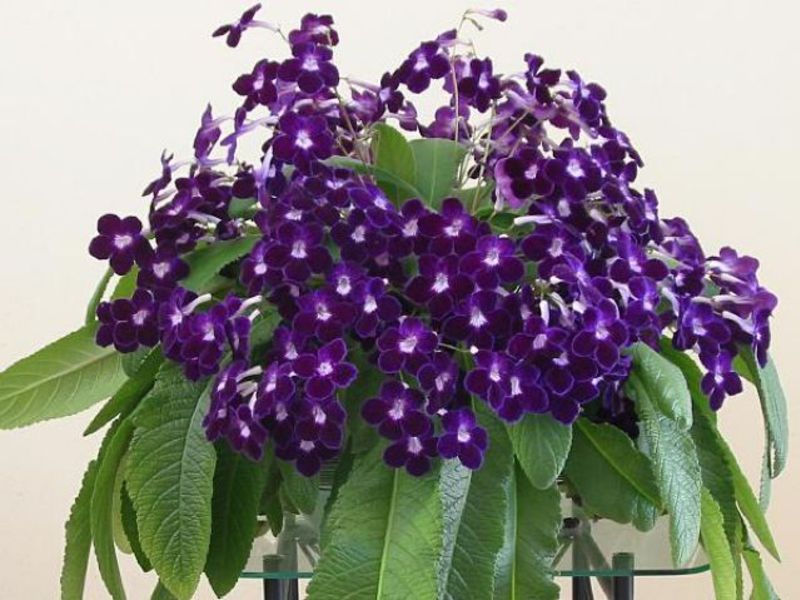 Các loại streptocarpus thơm