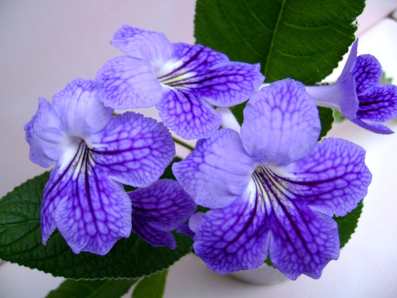 Streptocarpus ، صنف الزهور