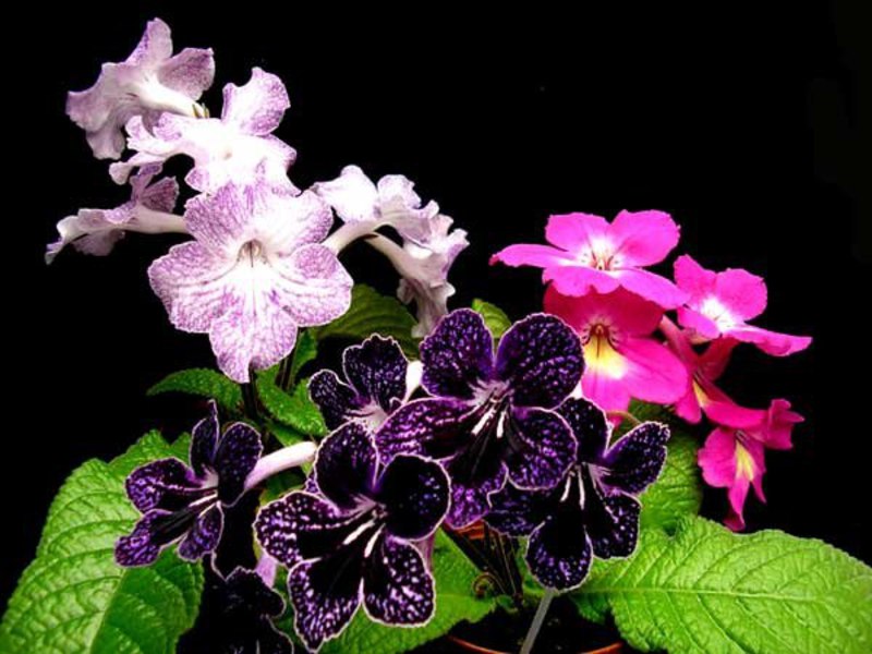 Com es cultiva la flor d’estreptocarpus