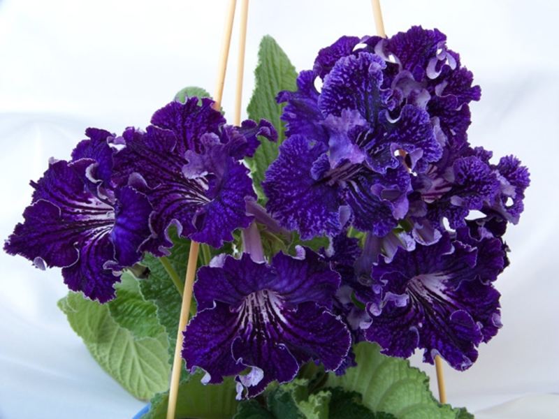 Apparence de la plante Streptocarpus