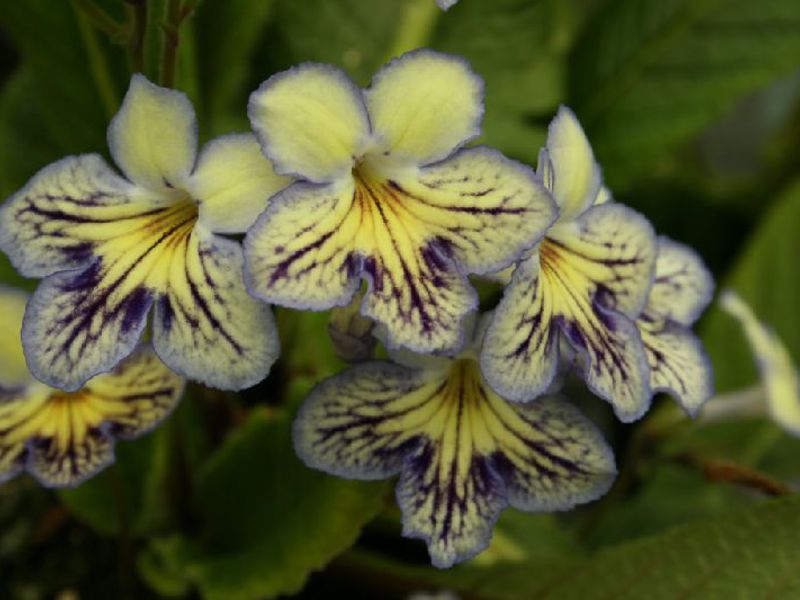 Paano magtanim ng streptocarpus