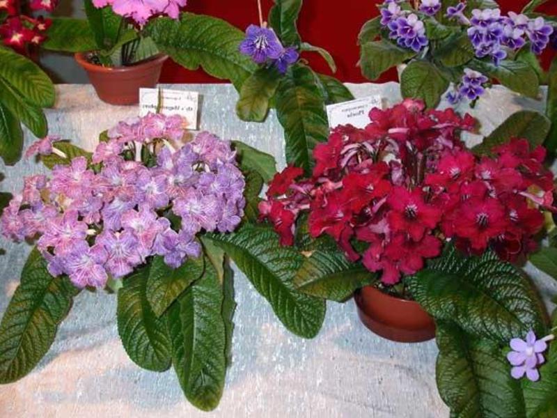 Sorter af streptocarpus