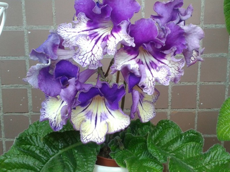 Hjemmepleje til streptocarpus