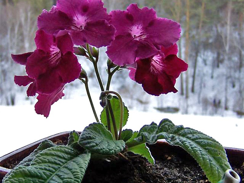 Comment se développe le streptocarpus