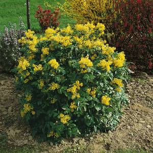 Soin de Mahonia Holly