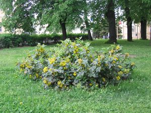 Mahonia houx