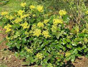 How to plant Mahonia