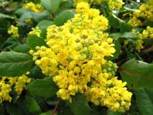 Blooming Mahonia