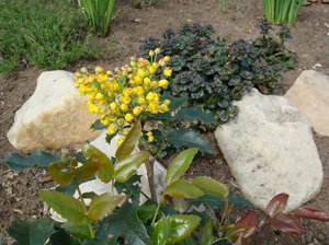 Pflege von Mahonia Holly