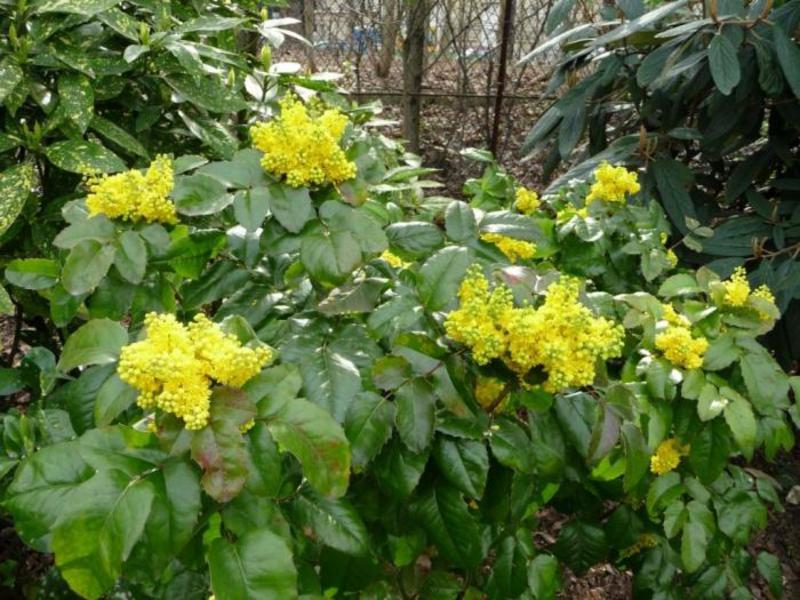 Planta de Mahonia podubolistny