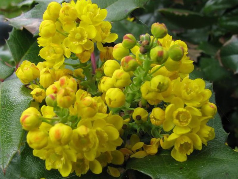 Mahonia arbustiva