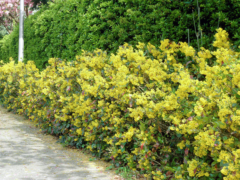 Azevinho mahonia