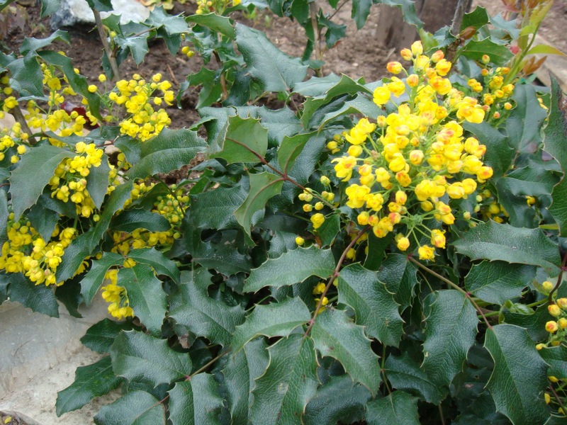 Mahonia çalı bakımı