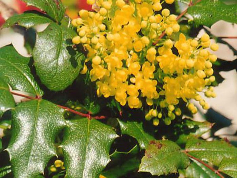 Mahonia Hollyn hoito