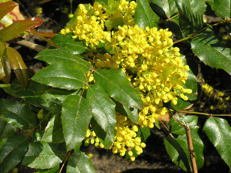 Mahonia และการดูแลของเธอ