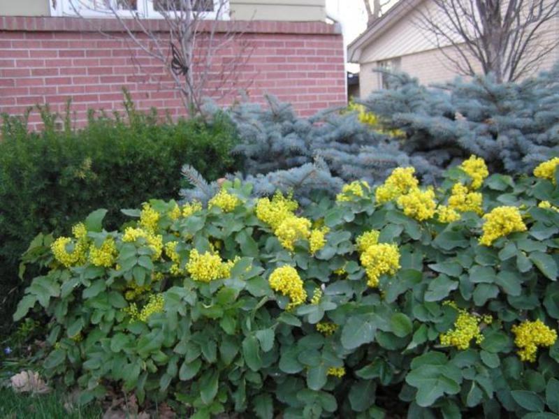 How to properly care for Mahonia