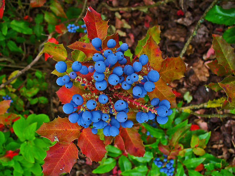 Mahonia cezmína