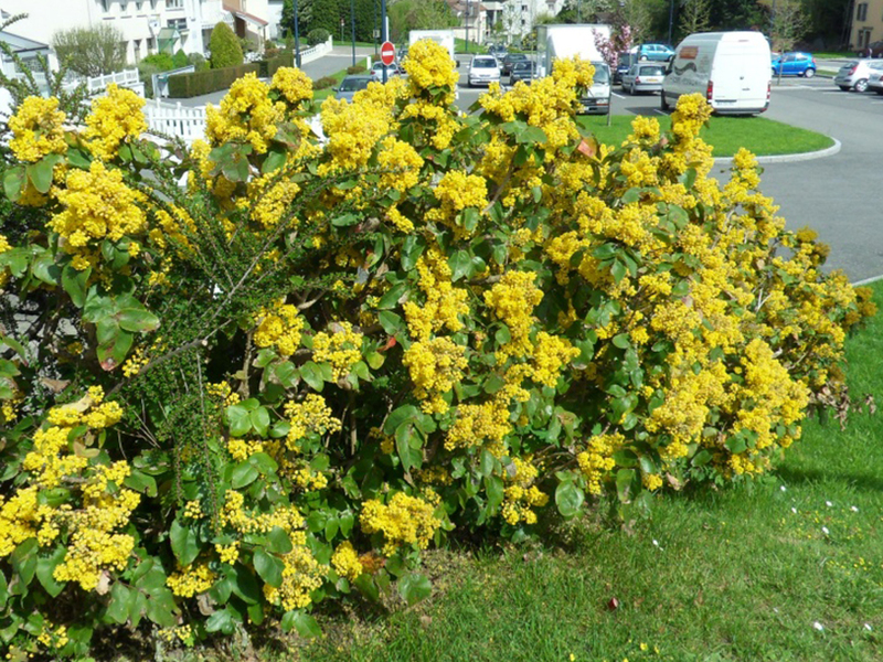 Otoño Mahonia Bush