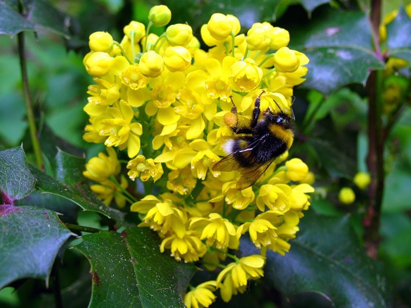 Variedades de Mahonia