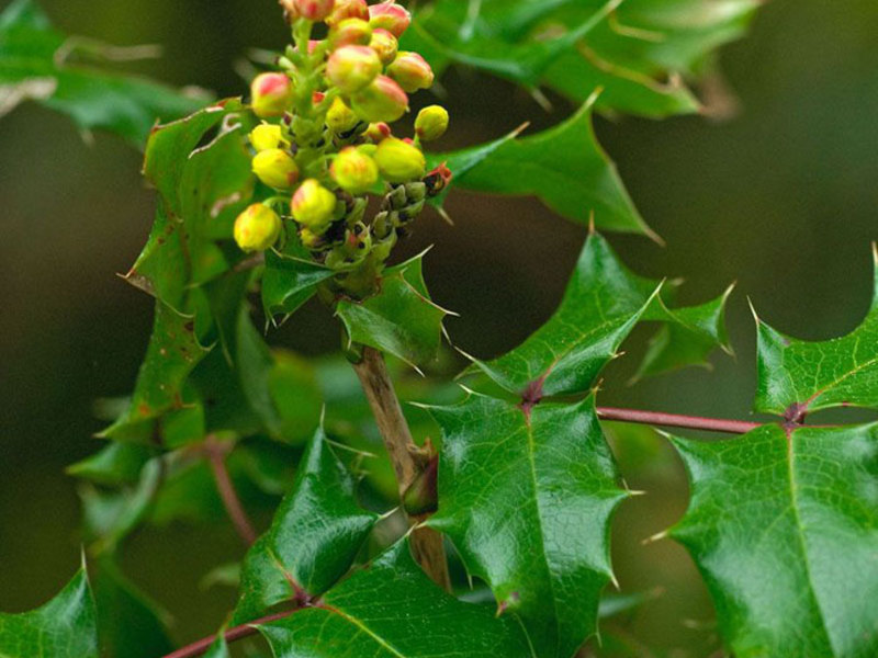 Descrição da planta Mahonia