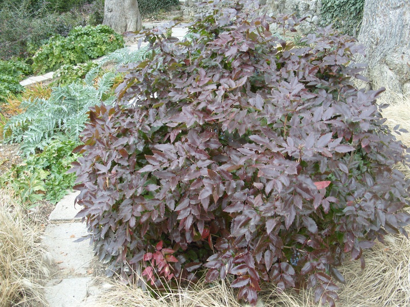 Beschrijving van de Mahonia-plant