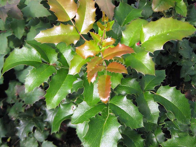 Mahonia için dikim ve bakım