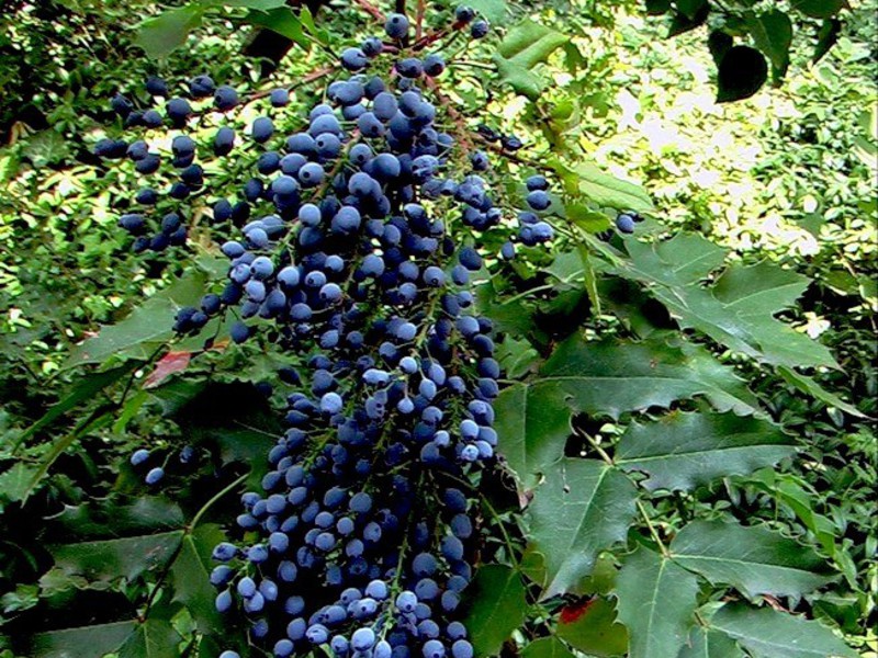 Cómo se reproduce Mahonia Holly