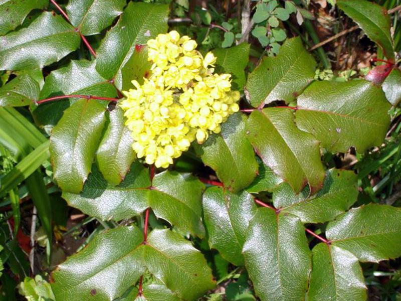 How to plant Mahonia