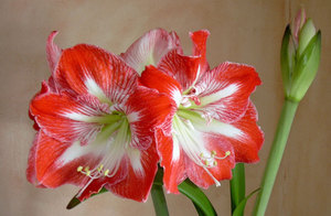 Hippeastrum y amarilis