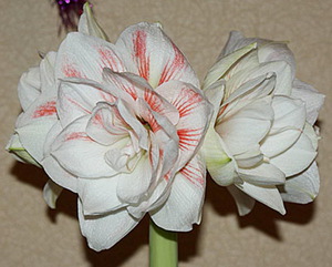 Amaryllis og dens typer