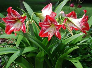 Blomsterfarve: Hovedbaggrunden er lys crimson