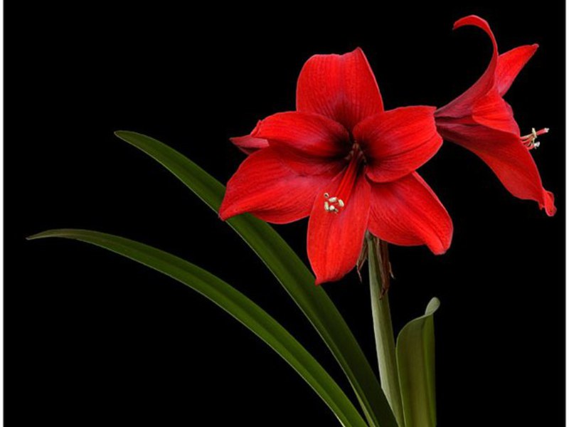 Amarilis, skirtingai nei hippeastrum, lapus numeta žydėjimo metu