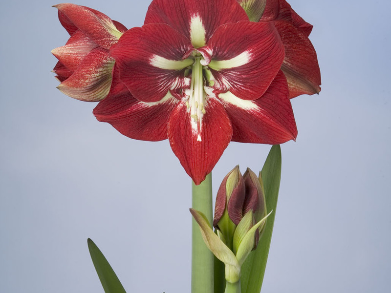 Hvordan man skelner mellem en blomstervariant