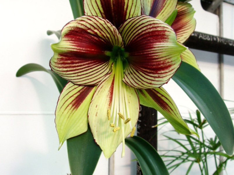 Hippeastrum และ Amaryllis