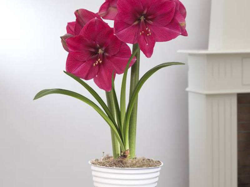 Hippeastrum ir amaryllis skirtumas