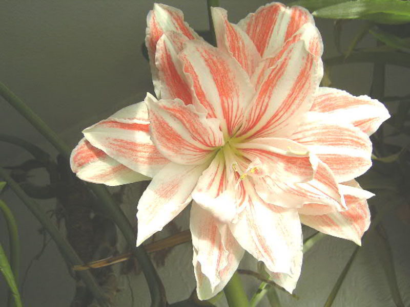 Sådan plejer du hippeastrum