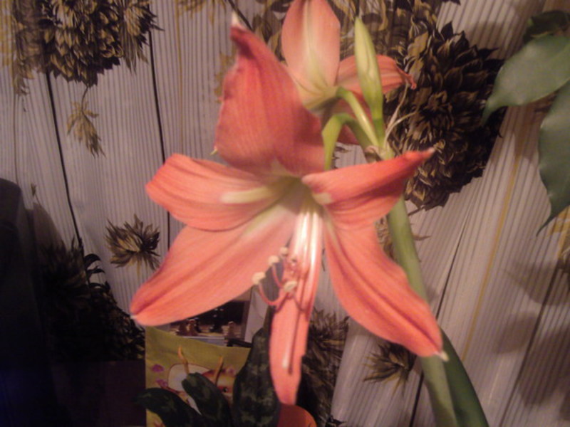 Jak zasadit amaryllis