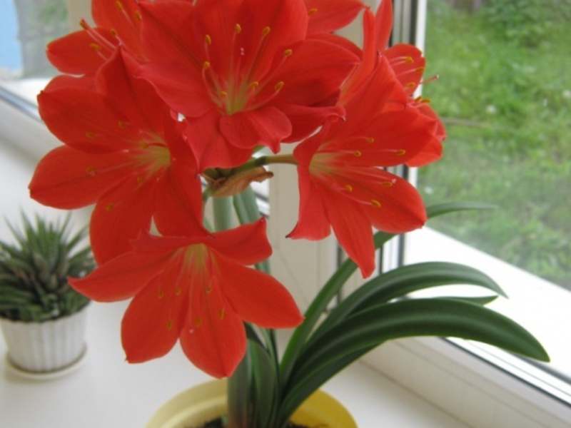 ما هو الفرق بين أصناف النباتات Hippeastrum و amaryllis