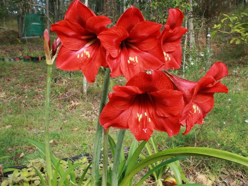 Como distinguir entre Hippeastrum e amarílis