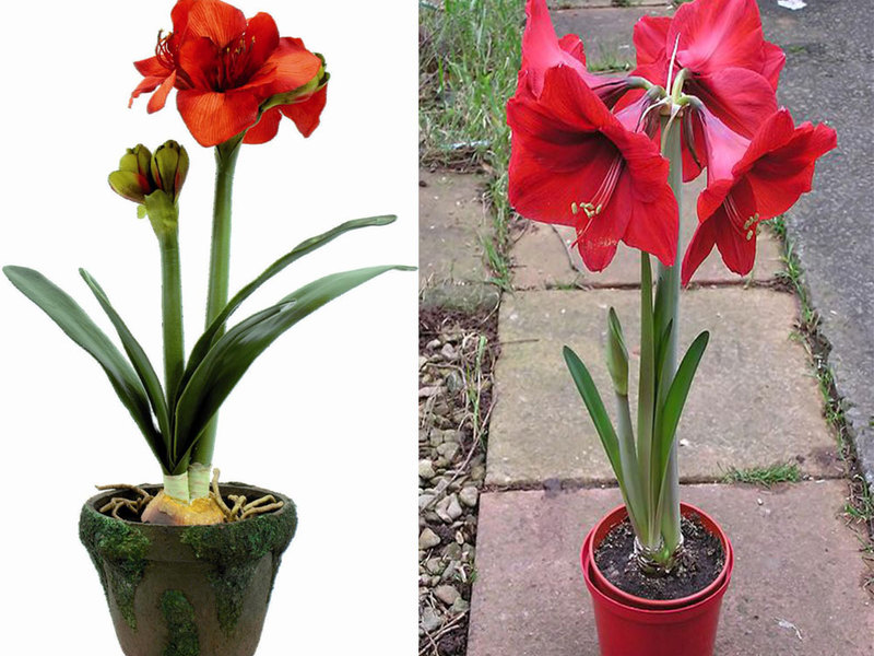 Verschil tussen hippeastrum en amaryllis