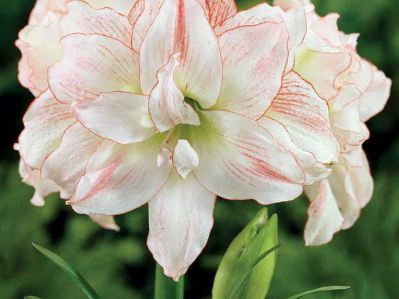 Come prendersi cura di un fiore correttamente