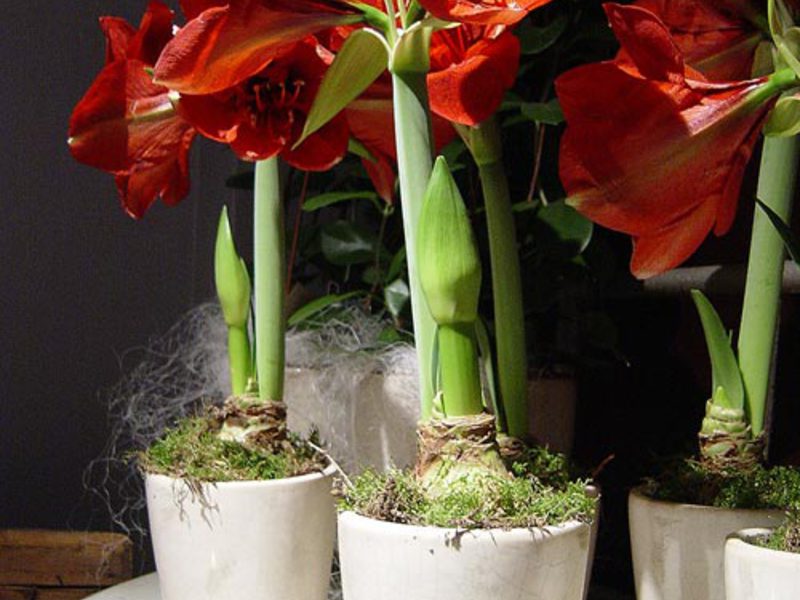 Hva du skal plante amaryllis i