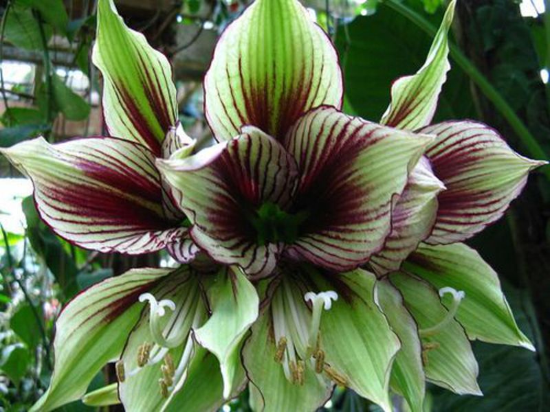 Virágzó hippeastrum