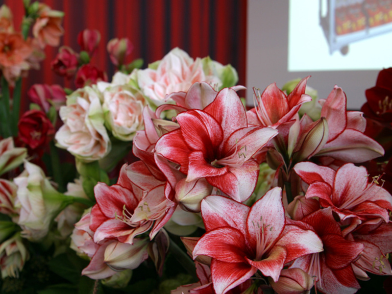 Blomsterfarge: hovedbakgrunnen er lys rød