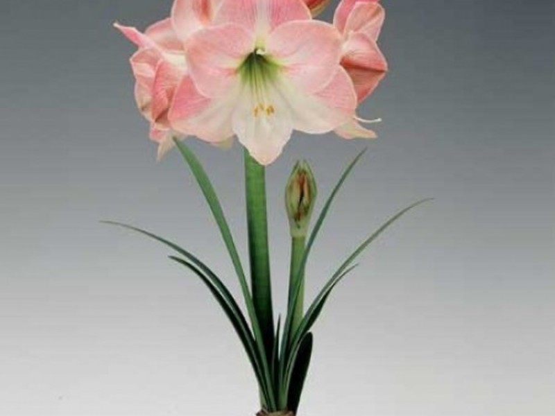 Augalo hippeastrum aprašymas