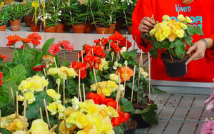 Regels voor de zorg voor bloemenbegonia's thuis