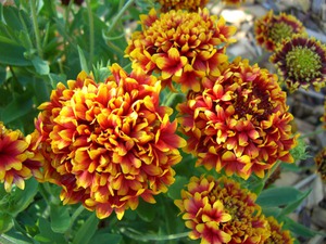 Gaillardia solare